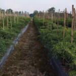 Petani Cabai Lampung Selatan Dibebani Harga Saprotan Tinggi 3 2 150x150